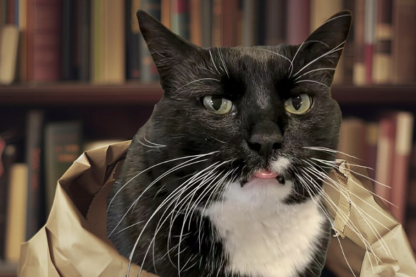 Black and white cat in a paper bag with bookshelves in background.